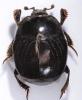 Saprinus semistriatus